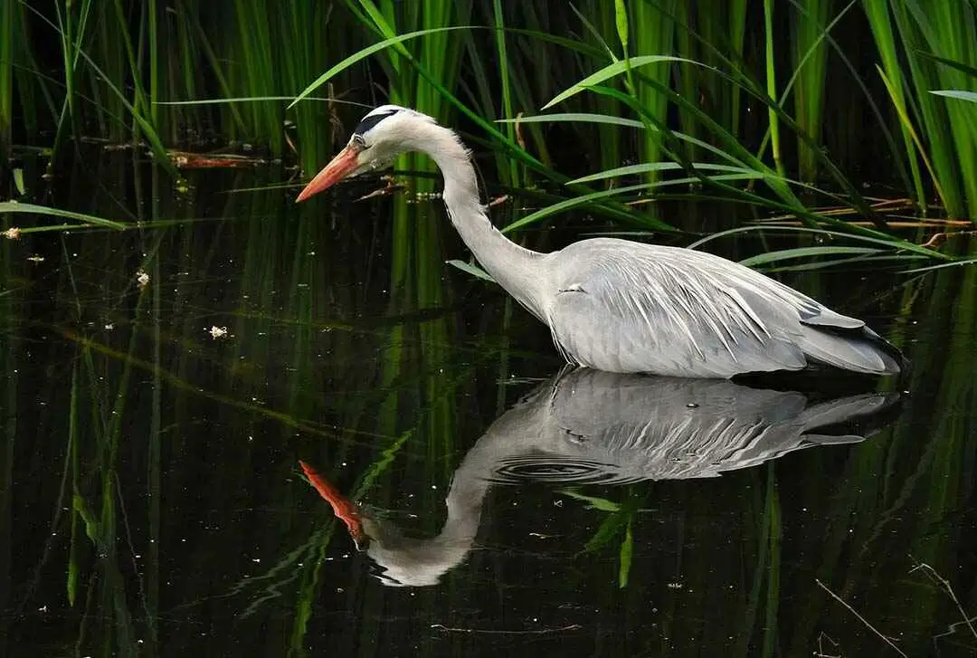 wading bird